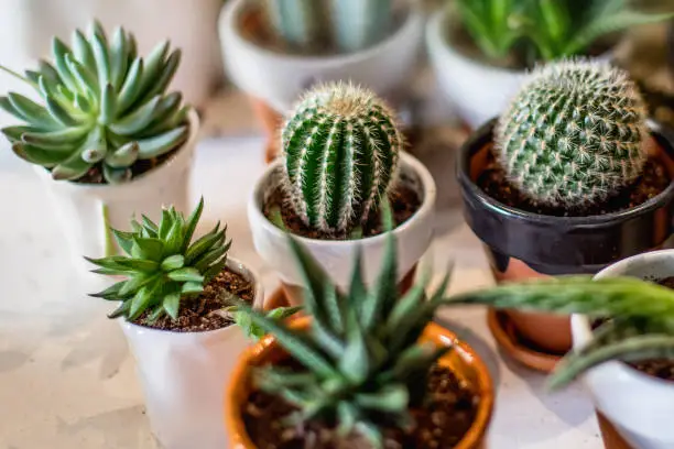 Photo of House indoor plants collection. Succulent and cactus in different pots on white background