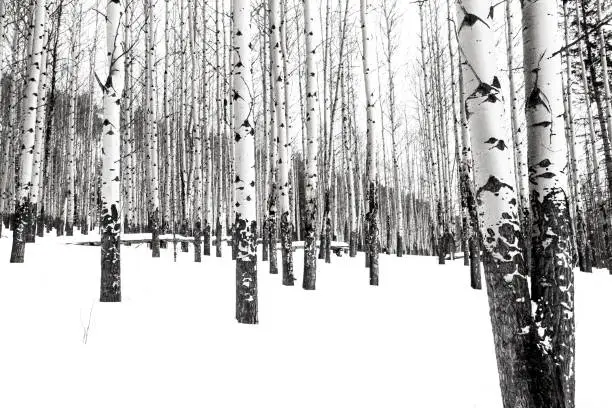 A black and white of an aspen forest in winter  in Banff National Park