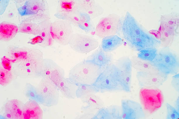 cellules épithéliales squameuses sous microscope découvre pour histologie de l’éducation. histologique de la physiologie humaine. - intermediate photos et images de collection