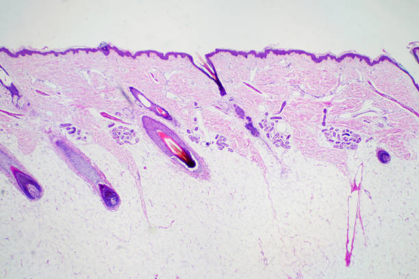 istock Cross section human skin head under microscope view for education histology. Histological for human physiology. 1056601664