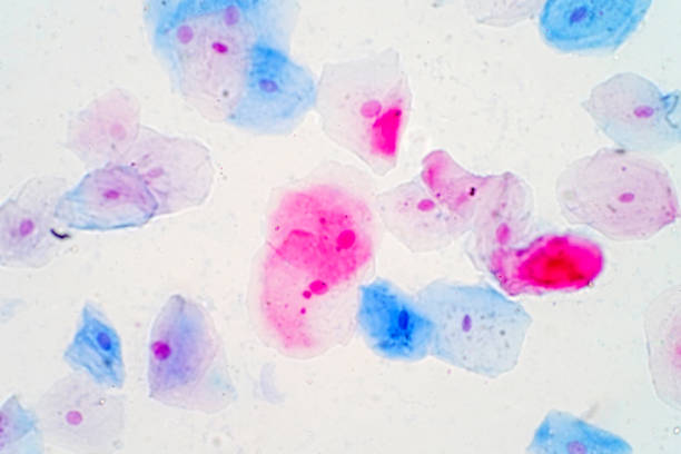 istock Squamous epithelial cells under microscope view for education histology. Histological for human physiology. 1056601678
