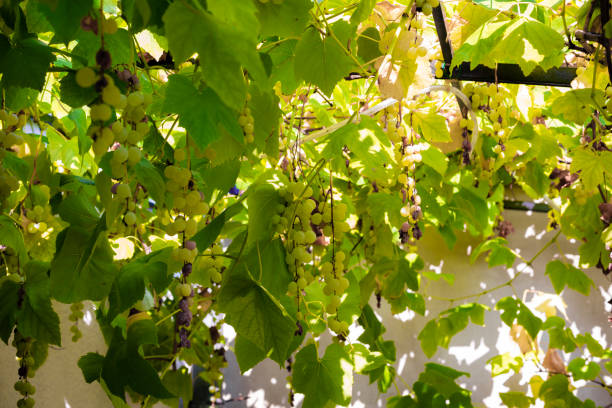 istock Garden in Urban 1056601732