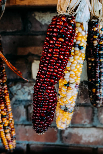 インドのトウモロコシの色 - autumn corn indian corn decoration ストックフォトと画像