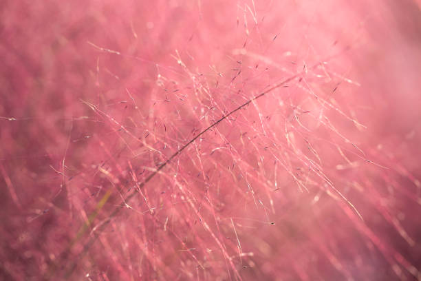 istock pink muhly Grass. reed. pink color background. 1056604864