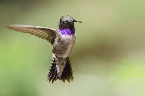 istock Black-Chinned Hummingbird with Throat Aglow While Hovering in Flight 1056604882