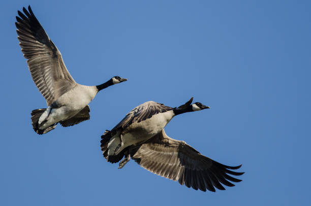 istock Pair of Canada Geese Flying in a Blue Sky 1056604916