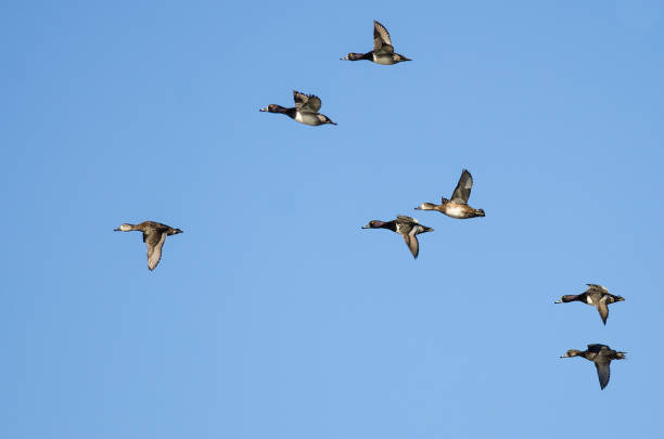 istock Flock of Ring-Necked Ducks Flying in a Blue Sky 1056604922
