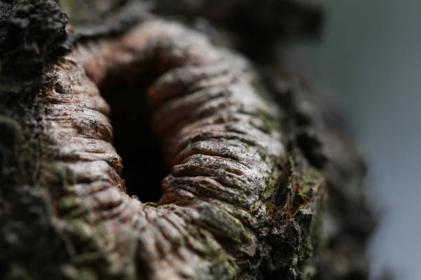 agujero del árbol viejo - tree hole bark brown fotografías e imágenes de stock