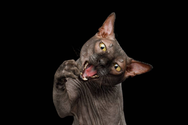 istock Funny Sphynx Cat on isolated black background 1056607504