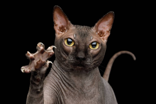 Funny Sphynx Cat on isolated black background Portrait of Playful Sphynx Cat, Gazing and raising paw with claws Isolated on Black Background, front view sphynx hairless cat photos stock pictures, royalty-free photos & images