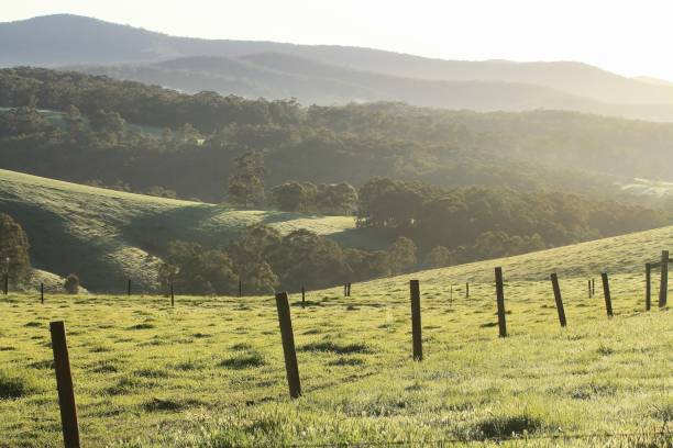 ギップスランド オーストラリアの緑の肥沃な農地を圧延 - valley green grass landscape ストックフォトと画像