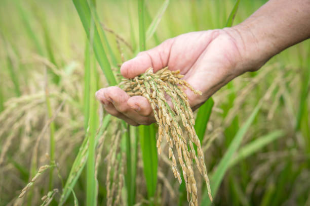 istock farmer hand holding rice in paddy field 1056607818