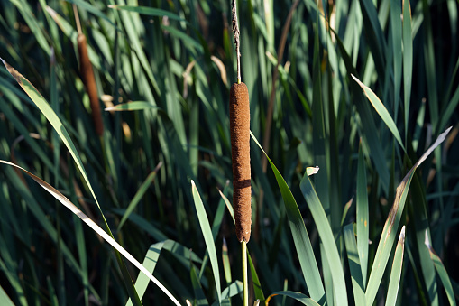 Reed, Nature, Background