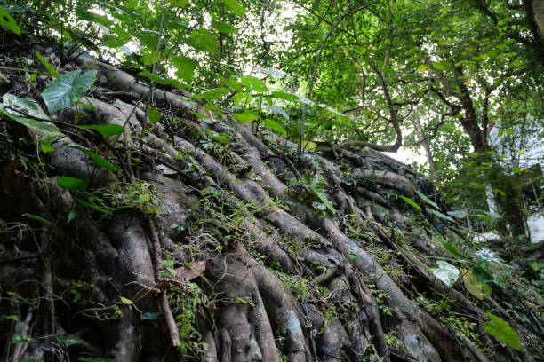 istock big root old tree in green forest. nature background concept. 1056608488