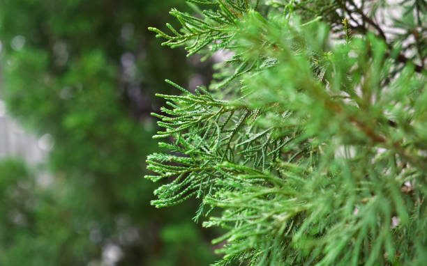 istock green fresh pine with blur background copyspace , selective focus , chirstmas concept. 1056608582
