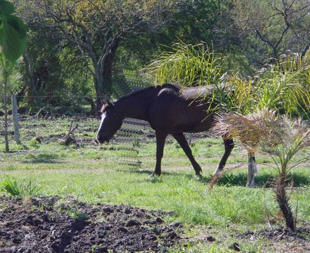 istock my horse is walking 1056610578
