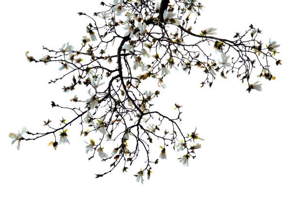 Magnolia means \