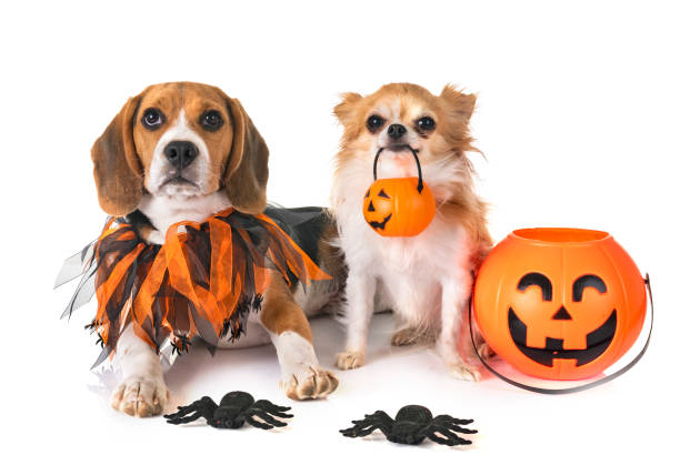 istock beagle dog, chihuahua and halloween 1056615394