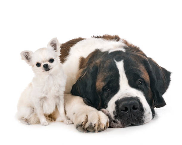 istock saint bernard and chihuahua 1056615670