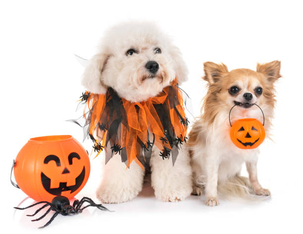 istock little dogs and halloween 1056616746