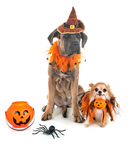 istock puppy italian mastiff and halloween 1056616836