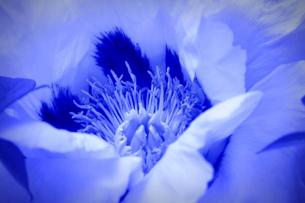 Posterazzi Blue Poppies Blooming