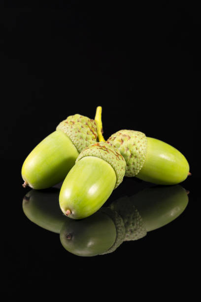 Closeup of two green acorns on a branch against green background in autumn