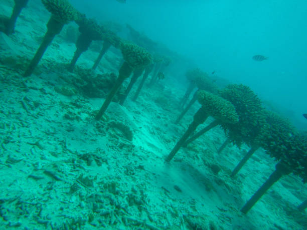 istock Scuba diving in Okinawa 1056621622