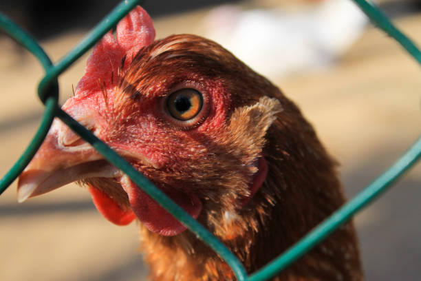 istock beautiful chicken on nature background 1056622960
