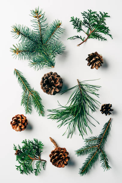istock flat lay with green branches and pine cones arranged on white backdrop 1056623238