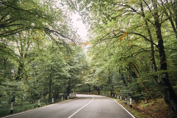 istock Winding road in the forest. 1056623394