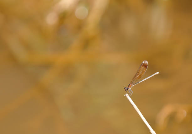 Calopteryx haemorrhoidalis from Llobregat river in Barcelona province during summer.