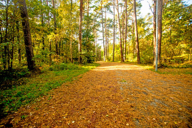forest at the Baltic sea coast in Poland