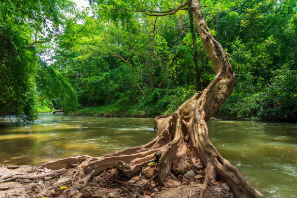 Tree trunk and roots near the river in green forest on sunny day in Ratchaburi, Thailand.