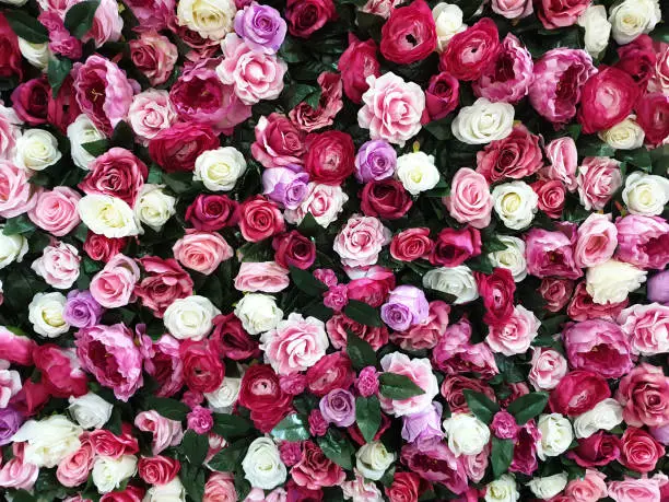 Flower-Rose Background