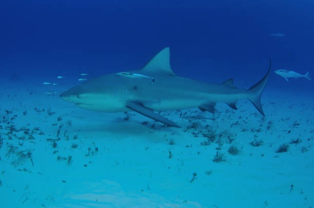 istock Bull shark, Bimini, Bahamas 1056632752