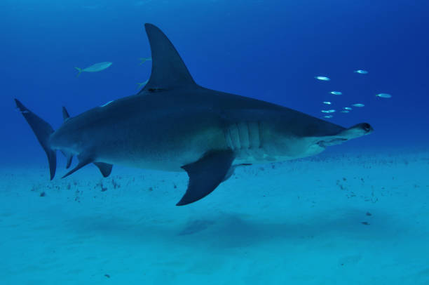istock Great hammerhead shark, Bimini, Bahamas 1056632930