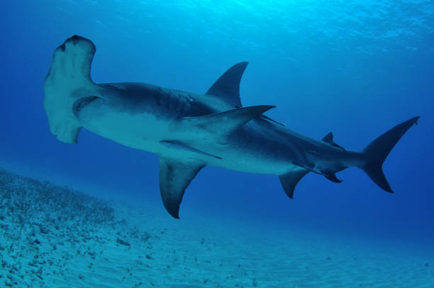 istock Great hammerhead shark, Bimini, Bahamas 1056632938
