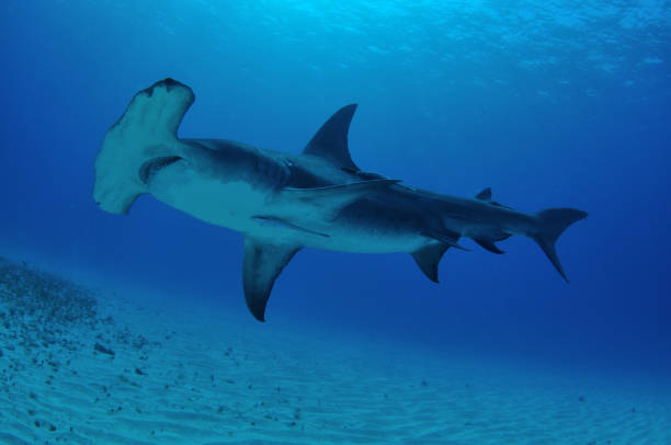 Great hammerhead shark, Bimini, Bahamas stock photo