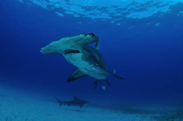 istock Great hammerhead shark, Bimini, Bahamas 1056632948