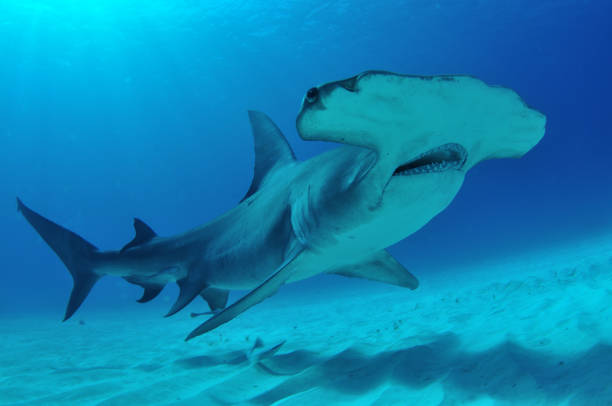 istock Great hammerhead shark, Bimini, Bahamas 1056632950