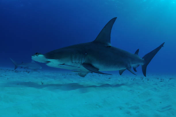 istock Great hammerhead shark, Bimini, Bahamas 1056632954
