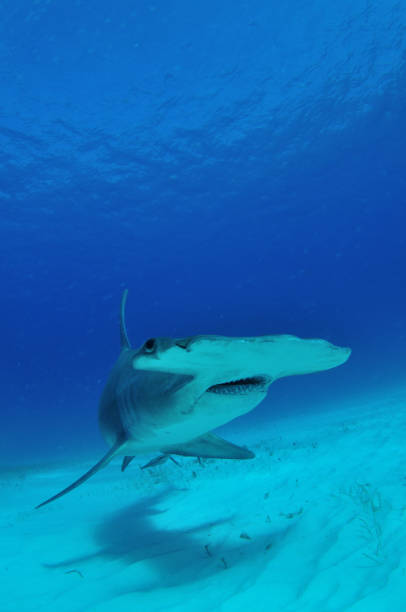 istock Great hammerhead shark, Bimini, Bahamas 1056632978