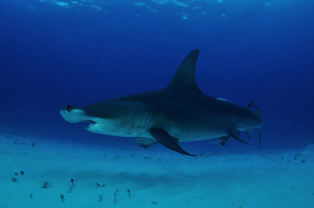 istock Great hammerhead shark, Bimini, Bahamas 1056632986