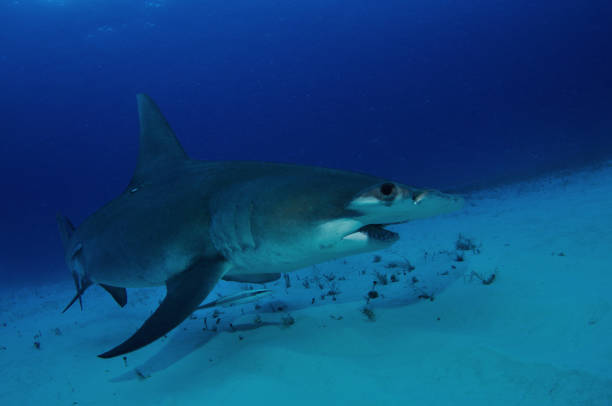 istock Great hammerhead shark, Bimini, Bahamas 1056632990
