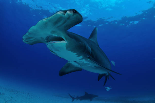 istock Great hammerhead shark, Bimini, Bahamas 1056632992