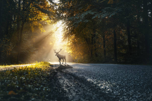istock deer on the Street 1056634168