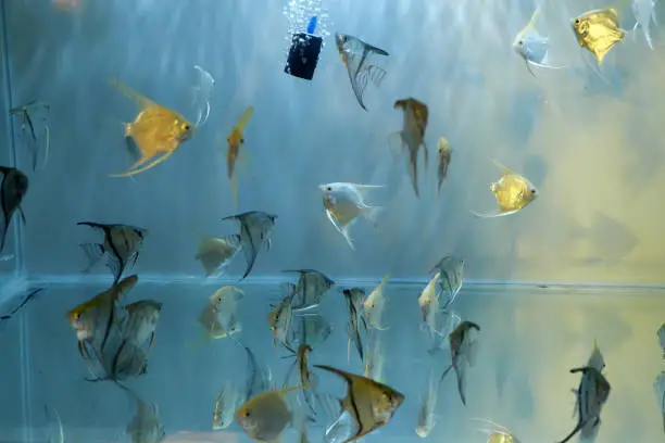 Group of ornamental fish swim in aquarium at home