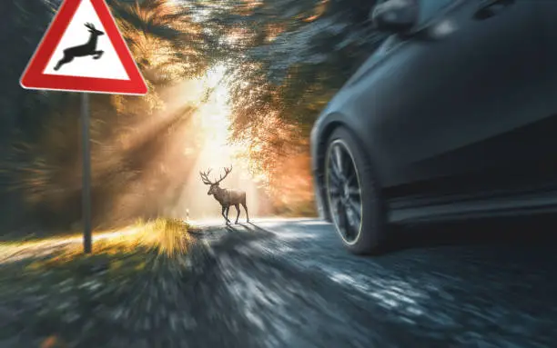 Photo of deer crosses a country road