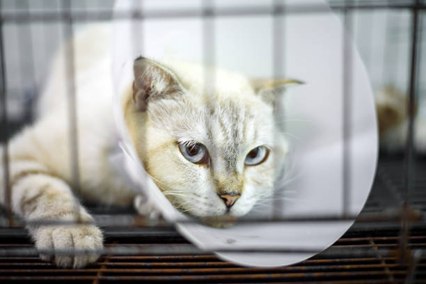 istock Sick Cat is in a Cage with cone collar at the Veterinary Clinic 1056635782